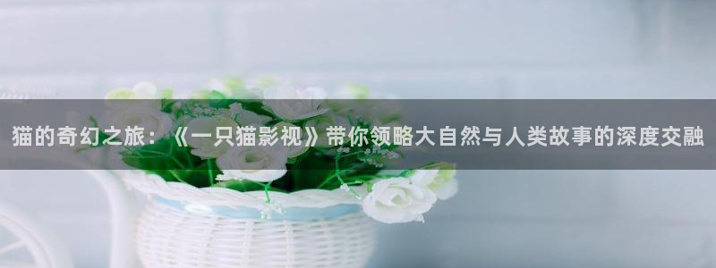 久久99视频这里只有精品：猫的奇幻之旅：《一只猫影视》带你领略大自然与人类故事的深度交融
